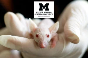 Forschung Wissenschaftler erschaffen Mäuse mit Supergehör